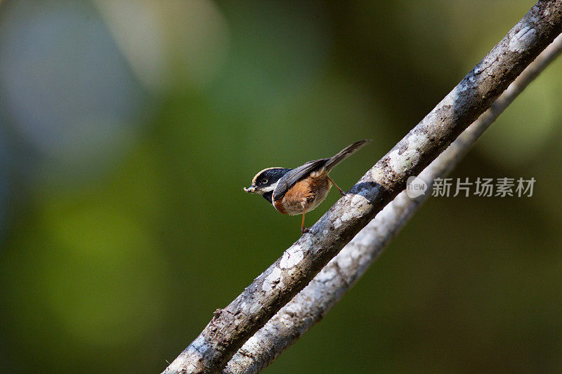 鸟:成年黑喉山雀，又称黑喉山雀(Aegithalos concinnus)。